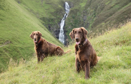 Retriever